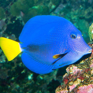 Zebrasoma Xanthurum : 5 à 7 cm